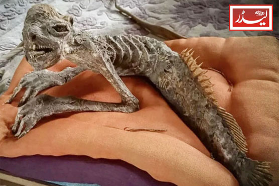 half-fish_and_half-human_creature_1774435654.jpg